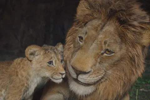 Mufasa: The Lion King Now in Theaters—When Will It Be on Disney+?