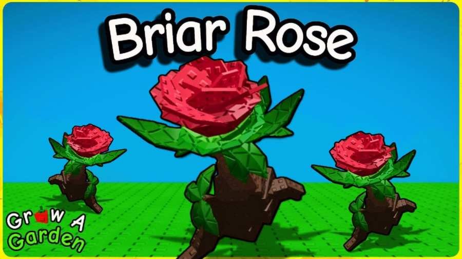 How to Get the Briar Rose in Roblox Grow a Garden – Fairy Event