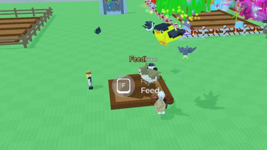 Grow a Garden Hungry Birds (Birb) Update January 2026